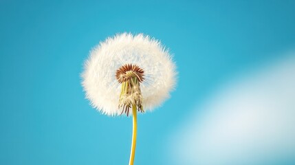 Obraz premium A close-up shot of a dandelion against a bright blue sky, symbolizing hope and new beginnings