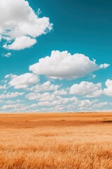 Vast golden field under blue sky filled with fluffy white clouds on a sunny day
