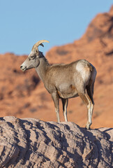 Desert Bighorn Sheep in Winter in the Valley of Fire State Park Nevada