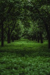 Fototapeta premium Lush, tranquil orchard scene with abundant green grass for a peaceful escape