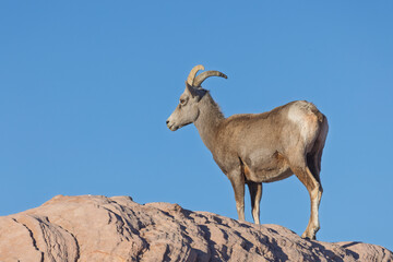Desert Bighorn Sheep in Winter in the Valley of Fire State Park Nevada