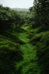 Lush greenery carpets a path through a forest; mountains misty in the background