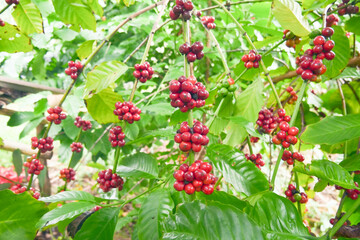 Coffee Beans on the Branch: A close-up view of vibrant red coffee beans ripening on a branch, surrounded by lush green foliage.