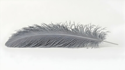 Obraz premium Grey ostrich feather isolated on white background; decorative, craft, design element