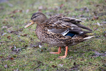 weibliche Stockente im Winter_Portrait