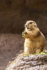 Prairie dog on rocky surface holding leaves