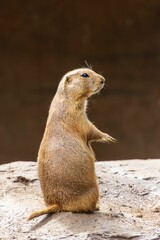 Prairie Dog on Rocky Surface