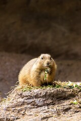 Prairie dog eating leaves on a rock