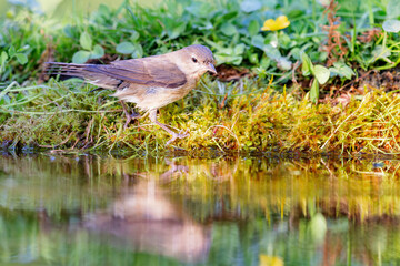 Garden Warbler (Sylvia borin) sitting at a pond in spring.