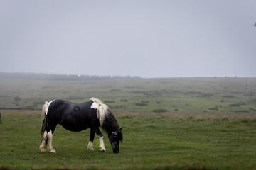 Dartmoor pony grazing on a foggy and rainy day in Darmoor national park, Devon, England.