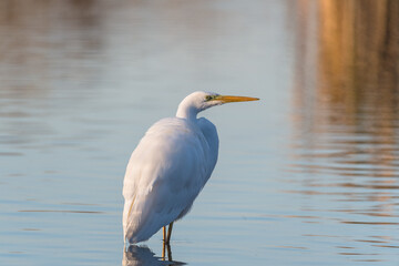 Airone bianco maggiore