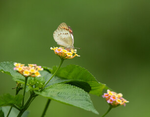 butterfly on a flower