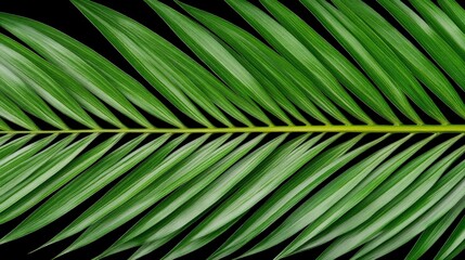 Vibrant Green Leaf Close Up Against Dark Backdrop