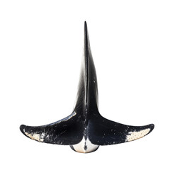 Stunning photo of orcas dorsal fin on white background