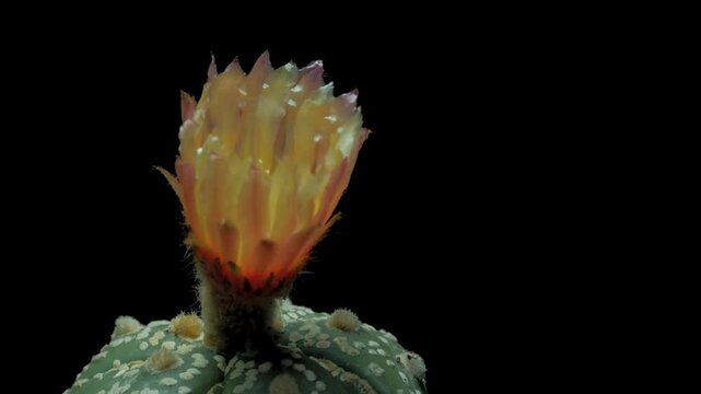 Close-up of a blooming Gymnocalycium mihanovichii cactus flower against a black background.