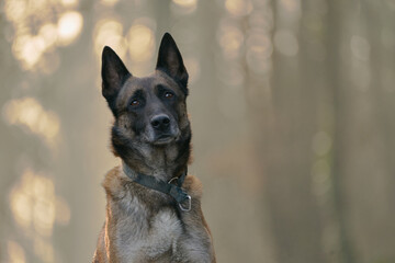 Malinois