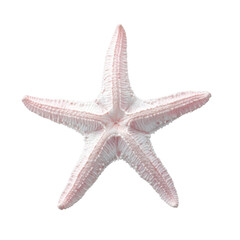 Fototapeta premium Delicate pink starfish on white background with soft lighting