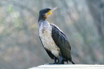 Cormoran