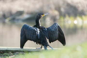 Cormoran