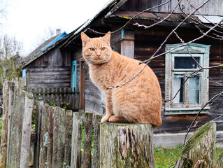 Red cat sits on a wooden fence