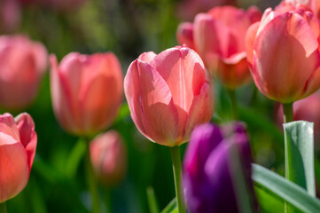 Bright light pink yellow color country Darwin tulips in bloom, bouquet of springtime flowering petal plants in the garden