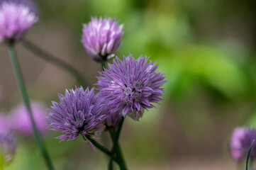 Allium schoenoprasum chives pink violet flowering plant, herbaceous perennial kitchen edible ingredient in bloom