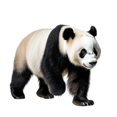 Fototapeta premium Dynamic elegant panda in motion with professional lighting on white