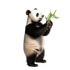 Obraz premium Panda on hind legs with bamboo in studio setting