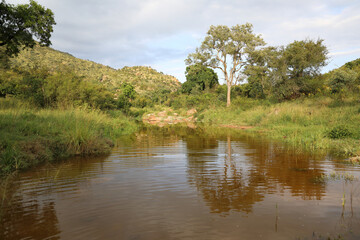 Krüger Park - Afrikanischer Busch - Matjulu River / Kruger Park - African bush - Matjulu River /