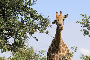 Giraffe / Giraffe / Giraffa camelopardalis