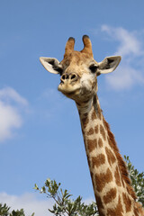 Giraffe / Giraffe / Giraffa camelopardalis