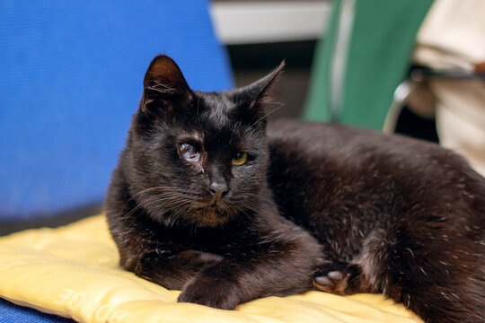 A beautiful black cat is lazily lying on a vibrant yellow blanket - Powered by Adobe