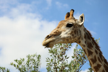 Giraffe / Giraffe / Giraffa camelopardalis