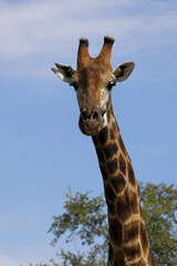 Giraffe / Giraffe / Giraffa camelopardalis