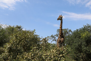 Obraz premium Giraffe / Giraffe / Giraffa camelopardalis