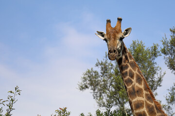 Giraffe / Giraffe / Giraffa camelopardalis