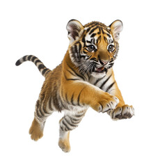 Obraz premium Energetic tiger cub in playful midleap against Transparent background