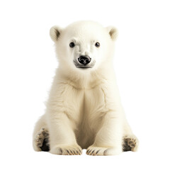 Obraz premium Polar bear cub with fluffy Transparent backgroundfur in studio shot