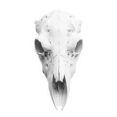 Detailed polar bear skull in central plain background with lighting