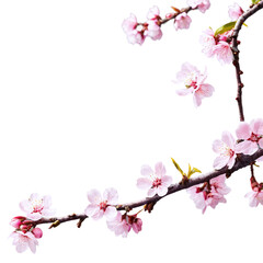 blooming sakura tree branch isolated on transparent background