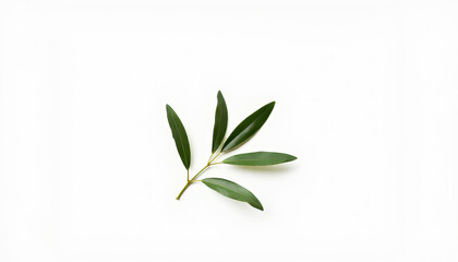 Fototapeta premium Single olive branch representing peace on white background, simplicity