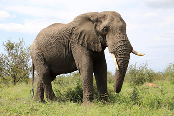 Fototapeta premium Afrikanischer Elefant / African elephant / Loxodonta africana