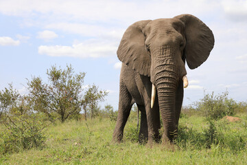 Obraz premium Afrikanischer Elefant / African elephant / Loxodonta africana