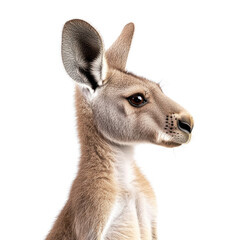 Obraz premium Detailed kangaroo portrait in natural colors with clean background
