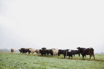 Cows in a meadow create a picturesque scene that evokes a sense of tranquility and pastoral beauty. As they graze on the lush green grass, their gentle movements and soft mooing add a serene ambiance 
