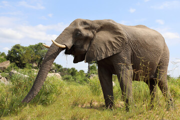 Fototapeta premium Afrikanischer Elefant / African elephant / Loxodonta africana