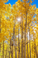 Sunburst through the Aspens