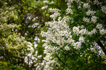 Flowering ornamental trees, in the city park