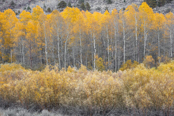 Aspens and Bushes