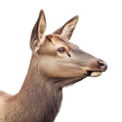 Graceful female elk in profile against Transparent background serene